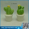 mini colorful cactus plants thailand,baby cactus plant