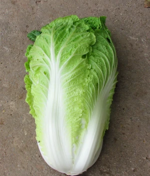 New Crop High Quality Big Size 25cm Length Fresh Celeri Organic Chinese Cabbage From Vietnam