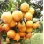 Import Orange Naval Fresh Fruits of Thailand Wholesaler som sai nam peung Zain Brands from Thailand
