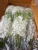 Import Orchid White Fresh Cut Flowers 500 Stems/box from Thailand