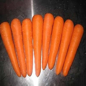 Organic Delicious Carrot/Newly Wild Fresh Carrot/Hand Picked Organic Carrot