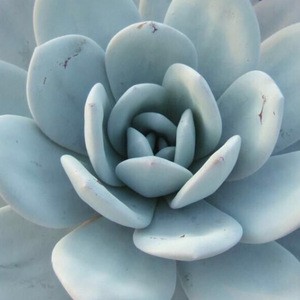 outdoor Natural Plants of succulent