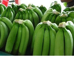 Premium Fresh Green Cavendish Banana for sale