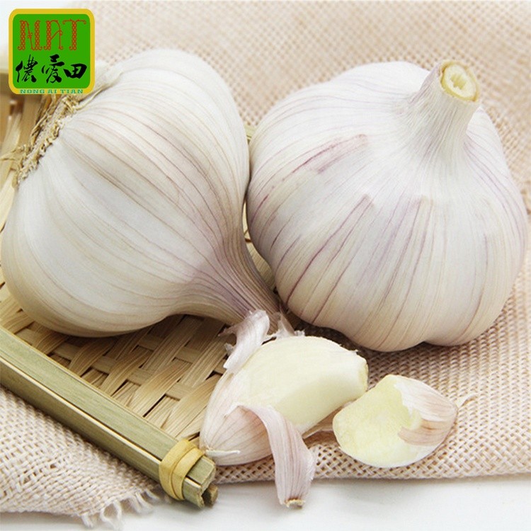 Professional Manufacture Cheap Seedlings Pure White Garlic Onion Manufacturers