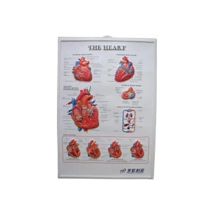 PVC 3D English Heart Anatomical Medical Wall Chart