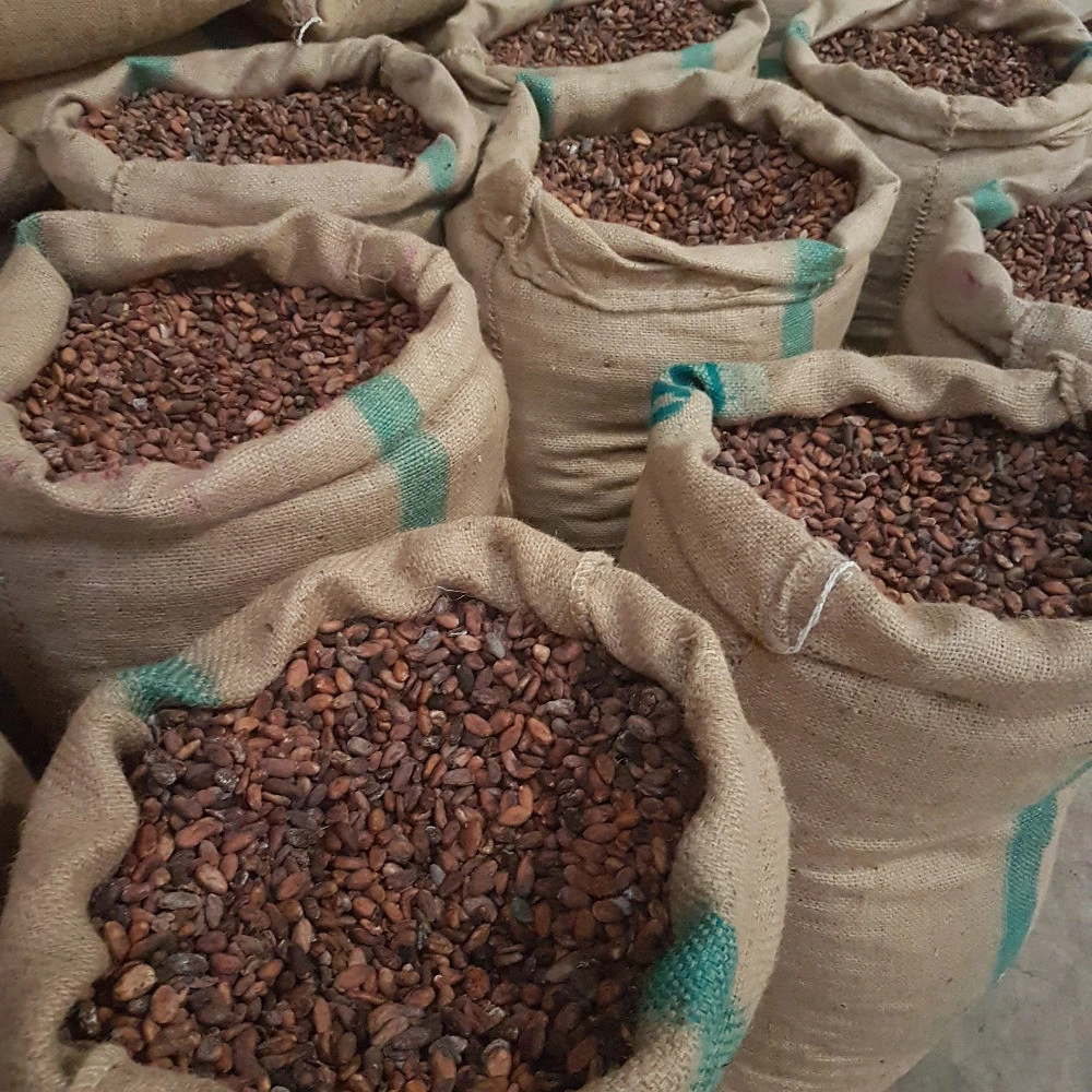 raw cacao/cocoa beans/nibs/seeds, low price and good quality