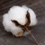 Import Raw Cotton from India
