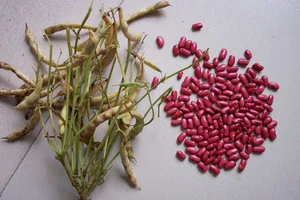 Dried Red Kidney Beans, Frijol Rojo de Seda