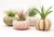 Import sea urchin shell air plant holder from China