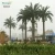 Import SJT002 Festive & Party supplies artificial date palm tree , guangzhou making artificial date palm tree from China