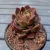 Import Small Echeveria Queen Flower Single Succulents Artificial Plants , Assorted Colors Variety from China