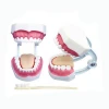 Small teeth model in medical science subject / dental model