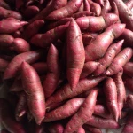 Top Quality Fresh Sweet Potato/Potatoes For export..