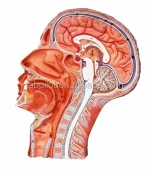 Two-sided Half Head and Brain Model, Anatomical Head Model with Muscles and Veins