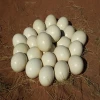 White Ostrich Eggs, Ostrich Chicks /Blue and Black Neck Ostrich for sale