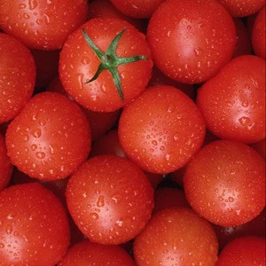Whole Fresh Vine Tomatoes