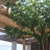 wholesale Artificial Big Trees Simulated Landing Ficus Tree Indoor Outdoor Landscape Decoration