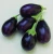 Import Wholesale Bangladeshi Vegetable Brinjal / Eggplant from Bangladesh