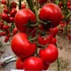 Wholesale China Heat Resistant Top Quality High Yield  Hybrid  F1 Big Red Tomato Tree Seed For Planting
