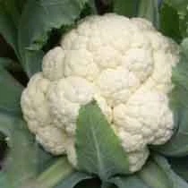 wholesale fresh cauliflower exporter with high quality