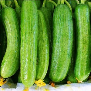 Wholesale Fresh Cucumber / Price Of Fresh Cucumber / Fresh Cucumber In India
