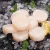 Import Wholesale seafood  Delicious Frozen seafood Scallops meat from China