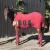 Import Wholesalers of Horse Fleece Rugs from India