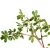 Import Wild dried Parslane Herb from Portulaca oleracea L.for herbal medicine and health food from China