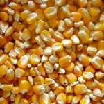 Yellow Corn/Maize for Animal Feed / YELLOW CORN FOR POULTRY FEED