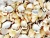 Import Dried Crab Shell from Vietnam