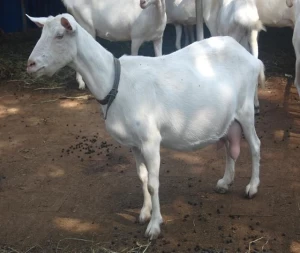 Boer Goats / Saanen Goats / Anglo-Nubian Goats and cattles
