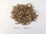 Black Solider Fly Larvae