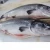 Import Fresh Atlantic Salmon HON / Fresh Trout Fish For Sale / Fresh Salmon Fillets Trim C from Norway
