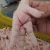 Import Top quality chicken feet frozen chicken paws / paws chicken from Canada