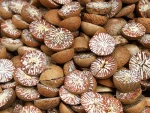 Battle Nuts Raw and Wet Variety Pack Premium Quality Snack