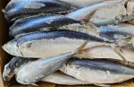 Best Quality Sea Frozen Mackerel From Taiwan