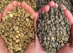 Green Coffee Beans Indonesia