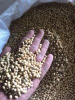Non GMO Soyabean