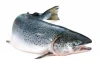 Fresh Atlantic Salmon HON / Fresh Trout Fish For Sale / Fresh Salmon Fillets Trim C