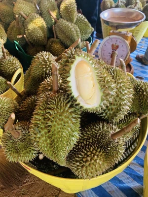 FRESH DURIAN MONTHONG FROM THAILAND