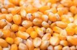 Best High Quality Maize