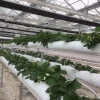 Hydroponic Grow Bags