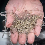 wholesale Juvenile glass eel elvers now available