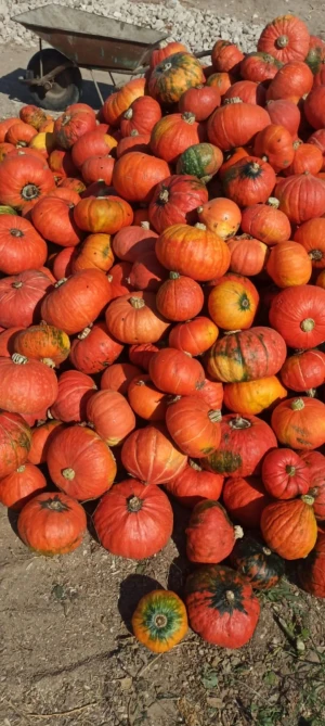 fresh pumpkin