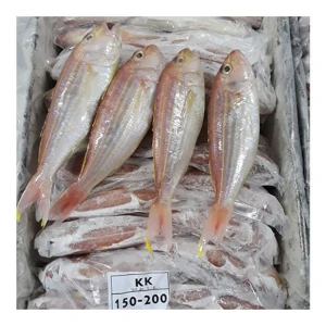 Yellowbelly Threadfin Sea Bream Fish