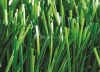 Artificial Grass for Pets, MT-Graceful