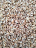 Sea Shells