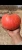 Import fresh pumpkin from Egypt