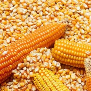 Bulk Agriculrtual Grain Exporter Corn Dried Maize Wholesale Price Shelled Corn Dried Grain