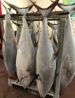 premium frozen yellowin tuna